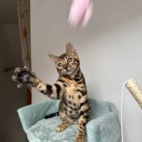 Chaton bengal loof #2