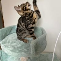 Chaton bengal loof #5