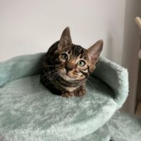 Chaton bengal loof #7