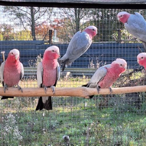 Perroquets cacatoès rosalbins 2025 #0