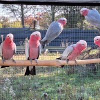 Perroquets cacatoès rosalbins 2025