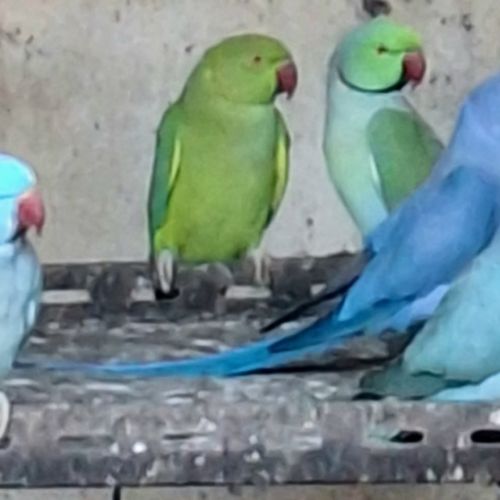 Perruches à collier 3 à 4 ans