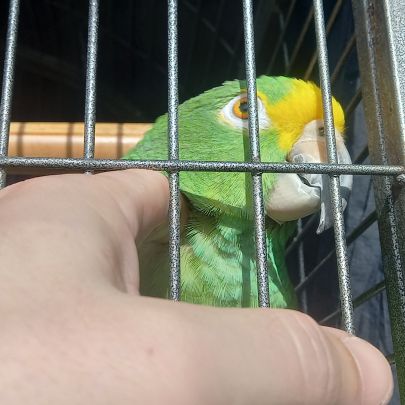 Magnifique amazone à front jaune #3