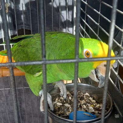 Magnifique amazone à front jaune #6