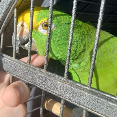 Magnifique amazone à front jaune #9