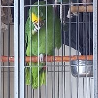 Magnifique amazone à front jaune #1