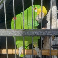 Magnifique amazone à front jaune