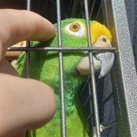 Magnifique amazone à front jaune #4