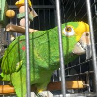 Magnifique amazone à front jaune #5