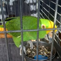 Magnifique amazone à front jaune #6