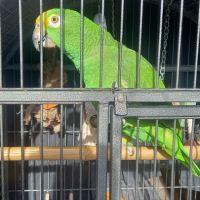 Magnifique amazone à front jaune #7