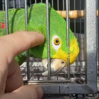 Magnifique amazone à front jaune #8