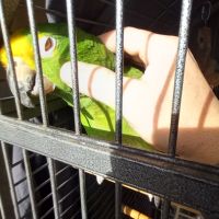 Magnifique amazone à front jaune #10