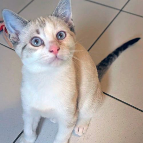 Matty, câlin, sportif, curieux #2