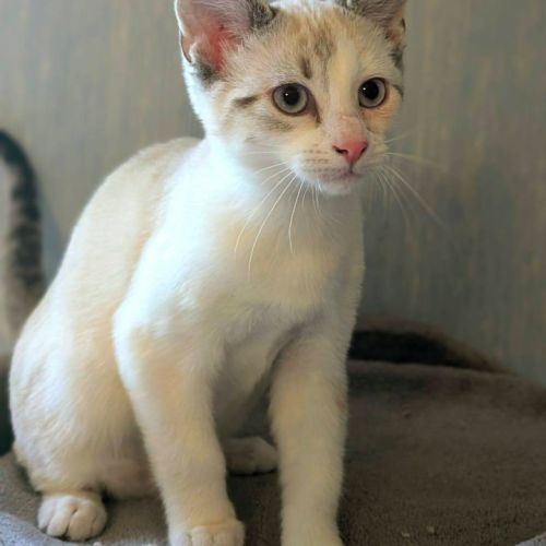 Matty, câlin, sportif, curieux #3