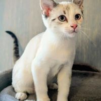 Matty, câlin, sportif, curieux