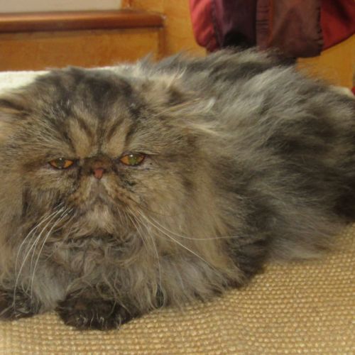 Jeune male persan loof #6