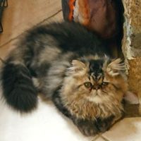 Jeune male persan loof