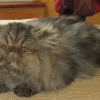 Jeune male persan loof #2