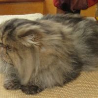 Jeune male persan loof #3