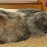 Jeune male persan loof #4