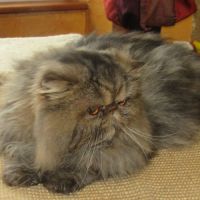 Jeune male persan loof #5