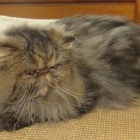 Jeune male persan loof #7