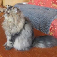 Jeune male persan loof #8