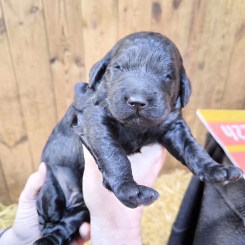 Chiots goldendoodle dispo janvier 2026 #0
