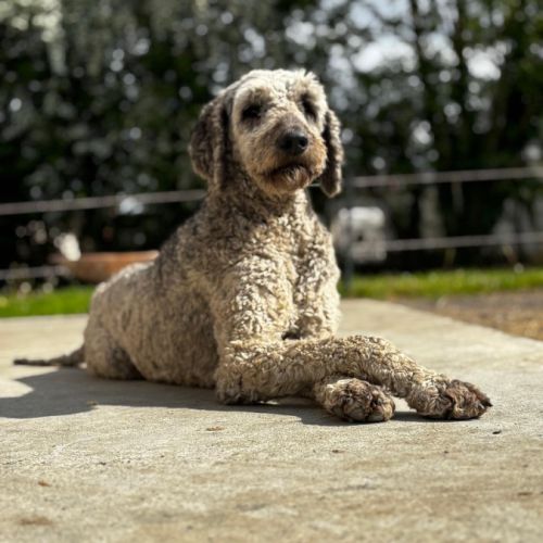 Chiots goldendoodle dispo janvier 2026 #4