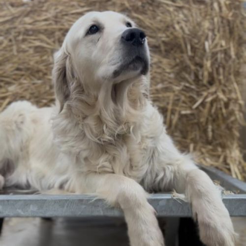 Chiots goldendoodle dispo janvier 2026 #5