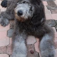 Chiots goldendoodle dispo janvier 2026 #1