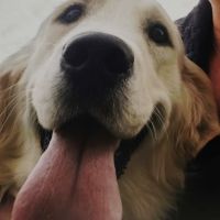 Chiots goldendoodle dispo janvier 2026 #2