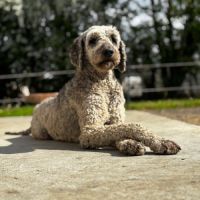 Chiots goldendoodle dispo janvier 2026 #4