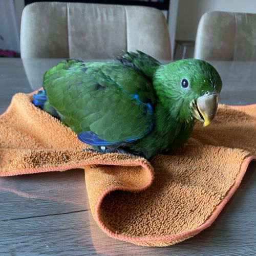 Ecletus apprivoiser eam #2