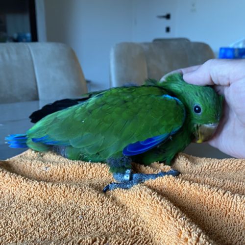 Ecletus apprivoiser eam #3