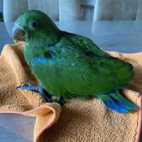 Ecletus apprivoiser eam