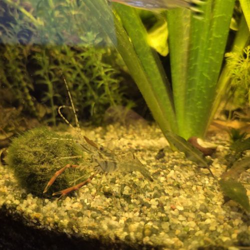 Crevette brachiomacrum #1