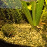 Crevette brachiomacrum #1