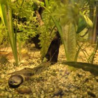 Crevette brachiomacrum #2