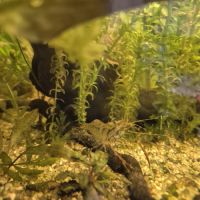 Crevette brachiomacrum