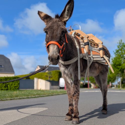 Jolie ânesse ânon #3