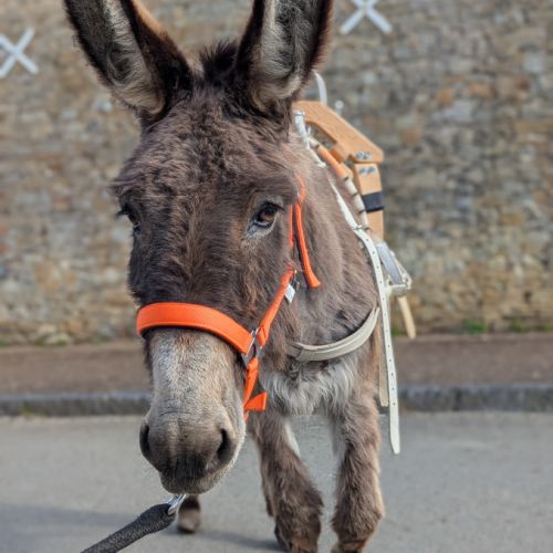 Jolie ânesse ânon #4