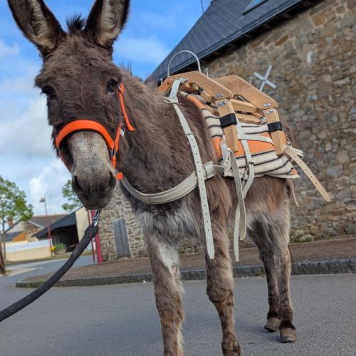 Jolie ânesse ânon #5