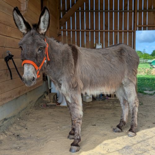 Jolie ânesse ânon #6