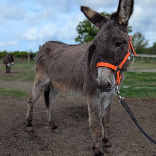 Jolie ânesse ânon #7