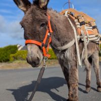 Jolie ânesse ânon #1