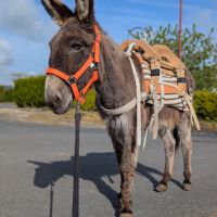 Jolie ânesse ânon #2