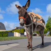 Jolie ânesse ânon #3