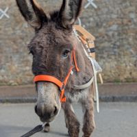 Jolie ânesse ânon #4